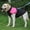 Pink, variant on Dog Sweater,Pet Warm Large Dog Vest Puppy Ski Coats Padded Winter Warm Dog Clothes Pet Vest Zipper Jacket XLSky Blue