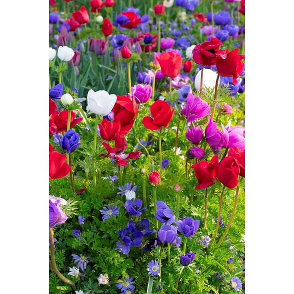 De Caen Anemone Windflower Mix - 15 Bulbs - Very Hardy! - 8/ cm Bulbs