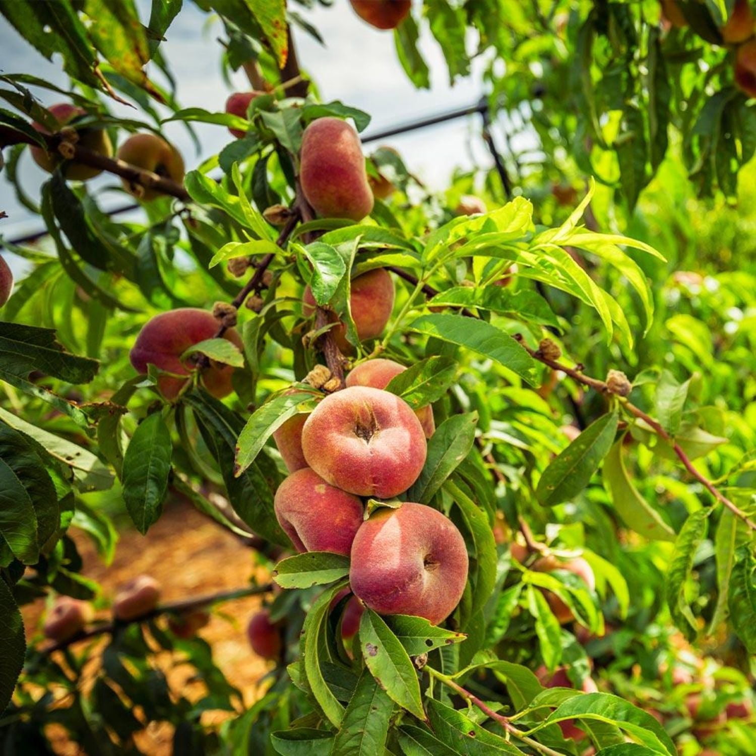 Expert Gardener 1-2 ft. tall Donut Peach Live Tree in 1-Gallon Grower Pot