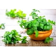 thumbnail image 3 of Gardenera Labs Premium Spearmint Plant Potting Mix - Crafted for Thriving Spearmint Growth and Refreshing Aroma - 1 Quart, 3 of 4