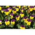 thumbnail image 5 of Seedville 50 Dark Jonny Jump Up Viola Tricolor Flower Seeds, 5 of 8