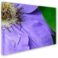thumbnail image 2 of Trademark Fine Art "Clematis Abstract" Canvas Art by Kurt Shaffer, 2 of 3