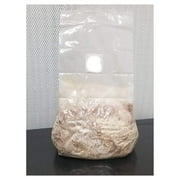 LeCeleBee 5 lbs of Oyster Mushroom Sawdust Mycelium to Grow Gourmet and Medicinal Mushrooms or Commercially on Logs, Straw, or Sawdust Blocks