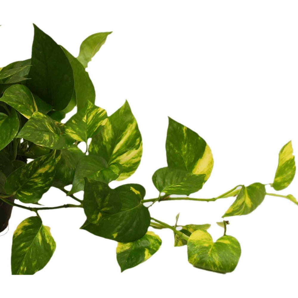 Delray Plants Pothos in 6" Pot