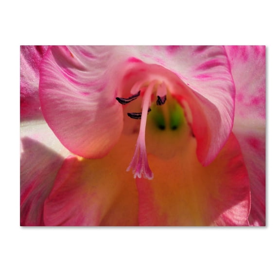 Trademark Fine Art "Inside a Lily" Canvas Wall Art by Kurt Shaffer