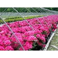 thumbnail image 2 of Nova Zembla Rhododendron, 2 of 6