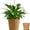 Beige, variant on Woven Wicker Planter Basket with Base, 8.6'' Rustic Farmhouse Decorative Rattan Plant Pot, Boho Flower Holder for Indoor Outdoor Patio Home Decor
