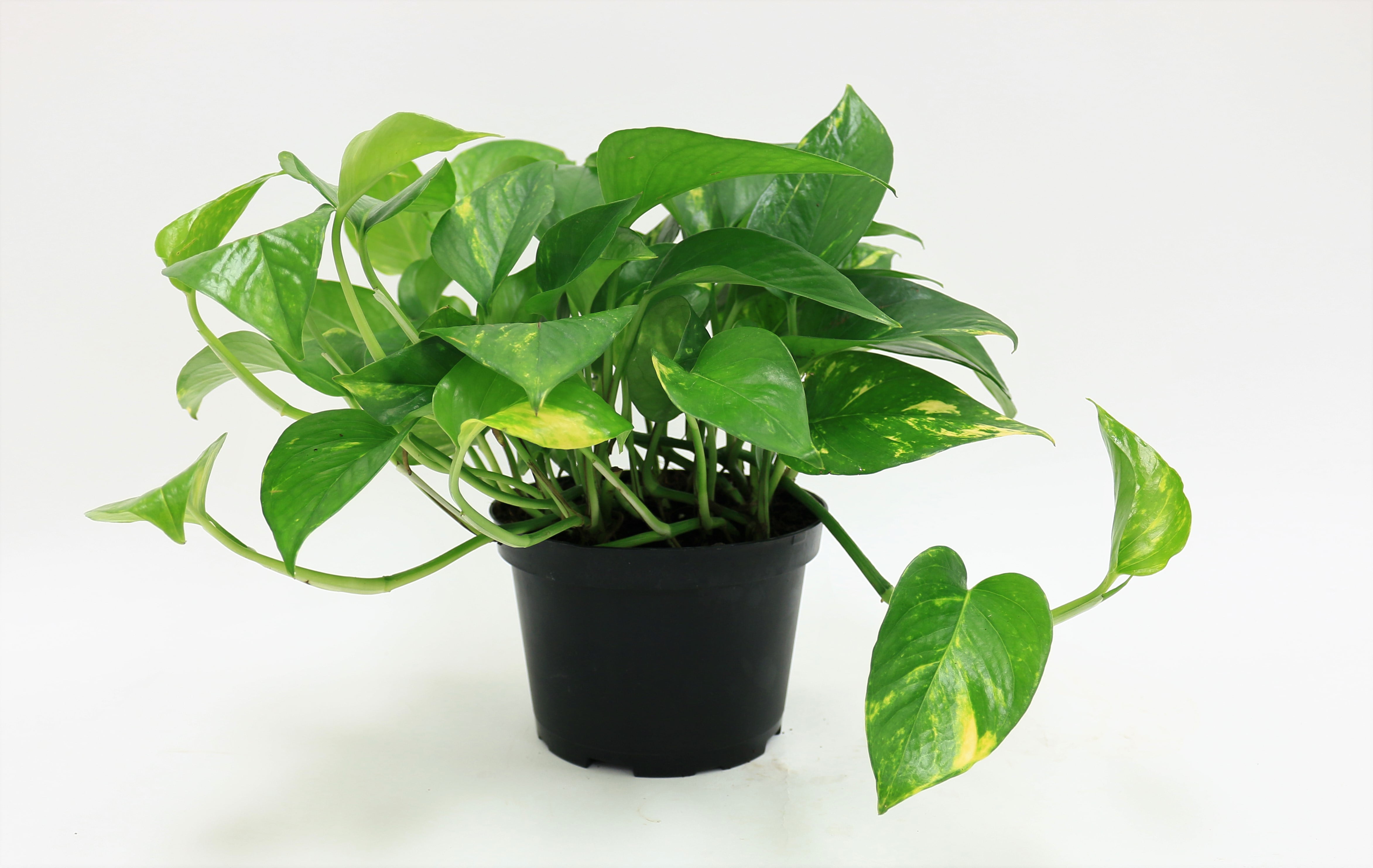 Delray Plants  Pothos Epipremnum aureum Easy To Grow Live 