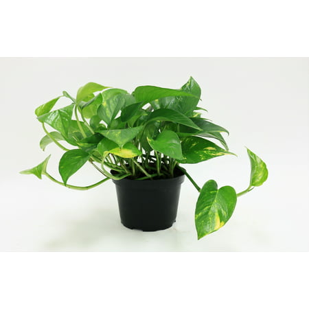 Delray Plants Pothos (Epipremnum aureum) Easy To Grow Live House Plant, 6-inch Grower