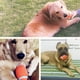 thumbnail image 3 of FELTECHELECTR Juguete de goma para perros con sonido chirriante, pelotas de rugby, juguetes para cachorros, suministros para entrenamiento dental, talla S, 3 of 6
