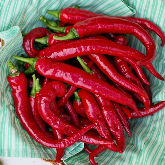 Pepper Seeds - Hot - Cayenne Thick - 1 Lb ~80,000 Seeds - Capsicum annuum - Farm & Garden Vegetable Seeds - Non-GMO, Heirloom, Open Pollinated, Annual