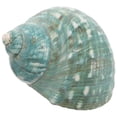 thumbnail image 3 of KAKOWELY Manualidades de playa con conchas, decoración náutica, conchas, pecera, acuario, paisaje, decoración, manualidades con conchas, 3 of 4