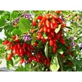 thumbnail image 3 of TomorrowSeeds - Goji Berry Tree Seeds - 200+ Count - For 2026 Planting Lycium Chinense Superfood, 3 of 7
