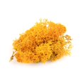 thumbnail image 3 of Liquen Model Foliage War World Scenics, naranja y musgo, 100 g, 3 of 4