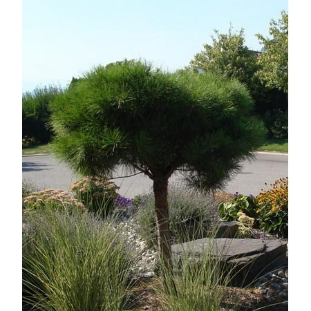 RedCrocus Pinus Tanyosho Standard Topiary, Japanese Red Pine – Grafted Live Evergreen for Full Sun, Cold Hardy Zones 4–7, Landscape Specimen Tree 10 Gallon Nursery Pot
