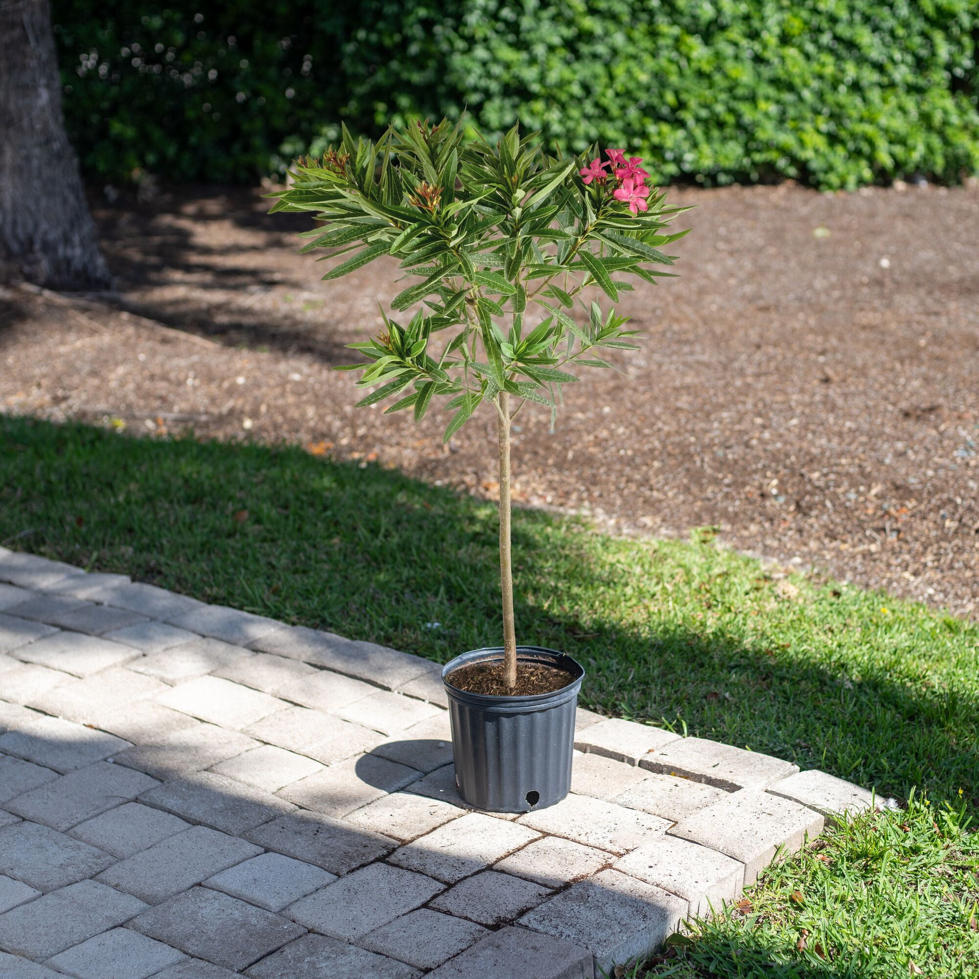Island Blooms by Costa Farms 28" Tall Oleander Standard Direct Sunlight, Live Flowering Outdoor Plant