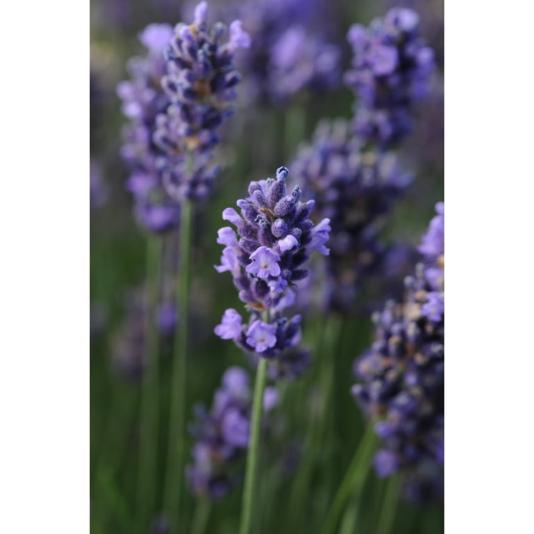 Superblue English Lavender, Lavandula
