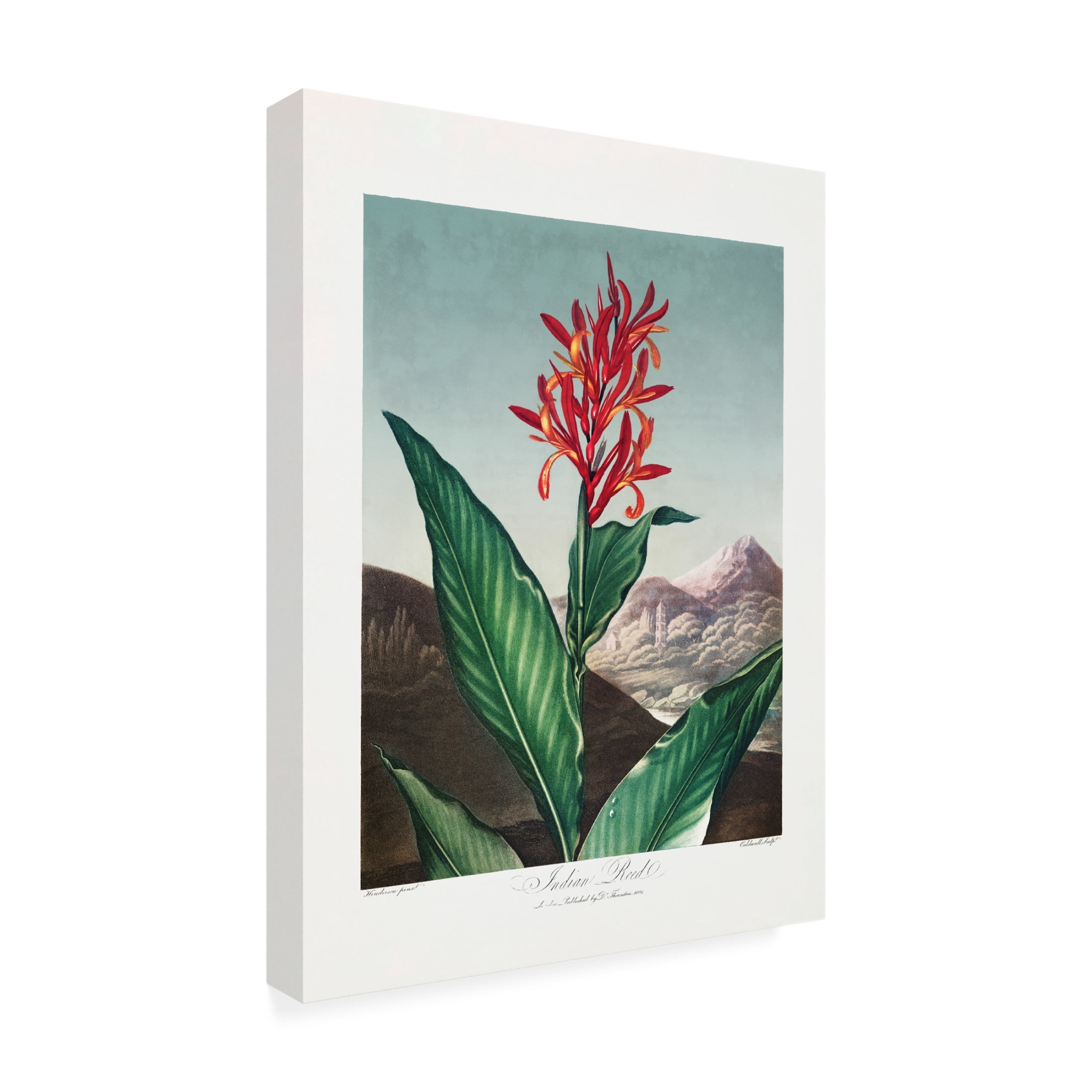 Trademark Fine Art Pictufy  Indian Reed from The Temple of Flora 1807 Canvas Wall Art
