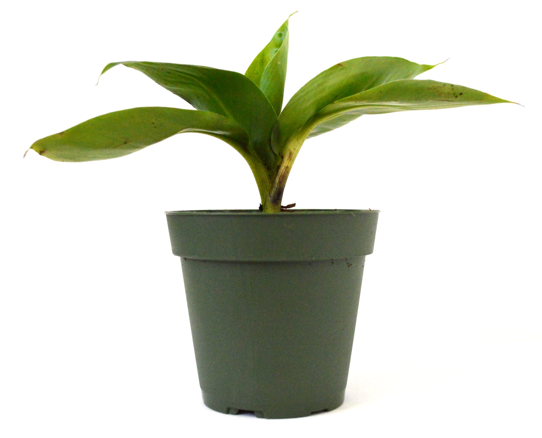 Dwarf / Patio Banana Plant