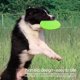 thumbnail image 5 of Disco Volador Sailing para Perros 3 Piezas Caucho Natural 18 cm, 5 of 5