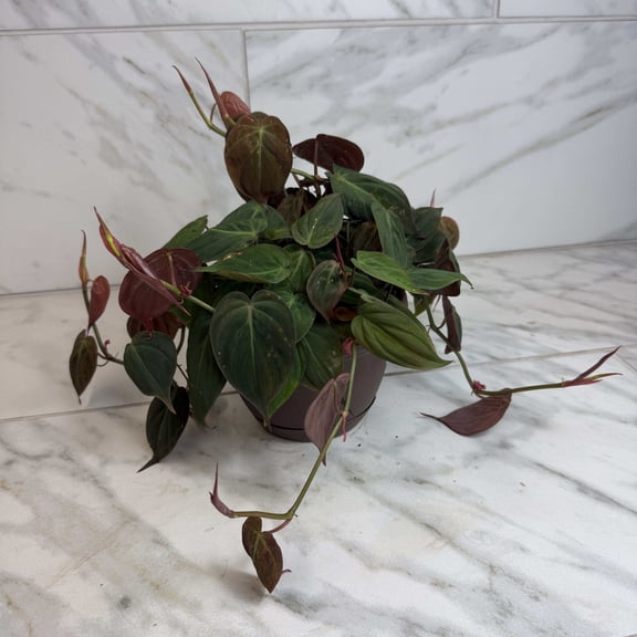 Philodendron Micans, 6" Plant, The Plant Farm