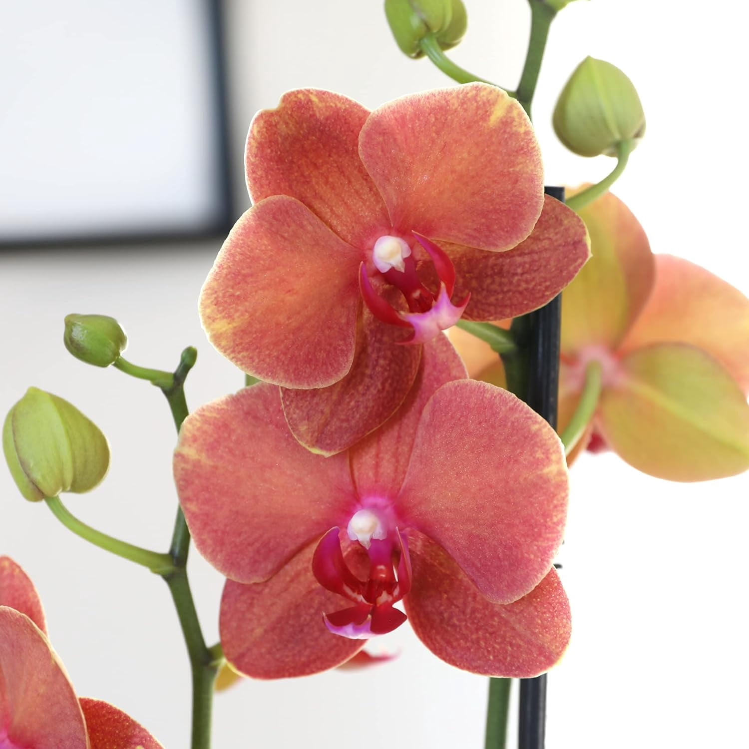 Just Add Ice 16-30" Salmon Premium Orchid Live Plant in 5" Grey Ceramic Pot, House Plant