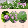 thumbnail image 6 of Live Citronella Plant, Citronella Geranium Plant 5–8 Inch Starter Plant for Indoor or Outdoor Growing, 6 of 7
