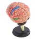 thumbnail image 1 of Modelo de Anatomía Estructural del Cerebro Desmontado 4D Sunnimix, 1 of 8