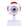 Human Eye Anatomy Model, Multicolor Freestanding Display for Medicals ...