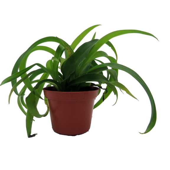 Green Bonnie Curly Spider Plant - Clean Air Plant - 2.5" Pot