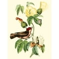 thumbnail image 2 of Cuvier, Georges 12x14 Gold Ornate Wood Framed with Double Matting Museum Art Print Titled - Cuvier Exotic Birds I, 2 of 4
