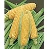 thumbnail image 3 of Incredible RM Sweet Yellow Corn, 75+ Heirloom Seeds, Sweet Incredible Flavor! Fantastic Addition to Your Home Garden! 90% Germination Rates, Non GMO Seeds, 3 of 7