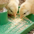 thumbnail image 4 of Quail Feeder and Waterer for Farm,Gravity Auto Poultry Food Dispenser,Dry/Wet Separation,Multi-Functional Water & Feed Container for Chicks,Quails & Small Farm Birds,Green, 4 of 7
