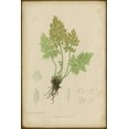 thumbnail image 2 of PI Collection 23x32 White Modern Wood Framed Museum Art Print Titled - Roots, 2 of 4