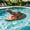 Brown, variant on Pond Floating Alligator Head Decoration,Alligator Head Decoy for Pool,Outdoor Garden Crocodile Statues,Resin Crocodile Head for Swimming Pool and Pond,Duck Deterrent Control,Predator,Heron