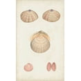 thumbnail image 2 of Vision Studio 10x14 Black Ornate Wood Framed with Double Matting Museum Art Print Titled - Antiquarian Shell Study V, 2 of 4