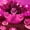 Pink, variant on Seashell Light String, 10m 80LED Under The Sea Fairy Lights Battery Powered for Summer Garden Landscape Wedding Party Christmas Lighting Decoration