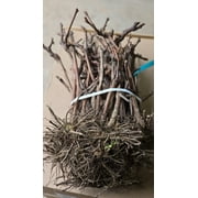 5 Concord Grape Vines, Bareroot