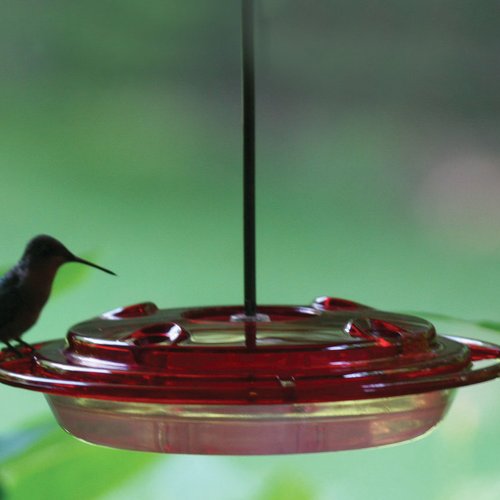 Birds Choice Hummerfest Hummingbird Feeder