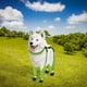 thumbnail image 5 of Guantes antideslizantes para patas de perro, artículos portátiles para mascotas, agarre fácil y uso seguro, diseño suave, para familias, protegen las patas, artículos esenciales para mascotas, 5 of 7