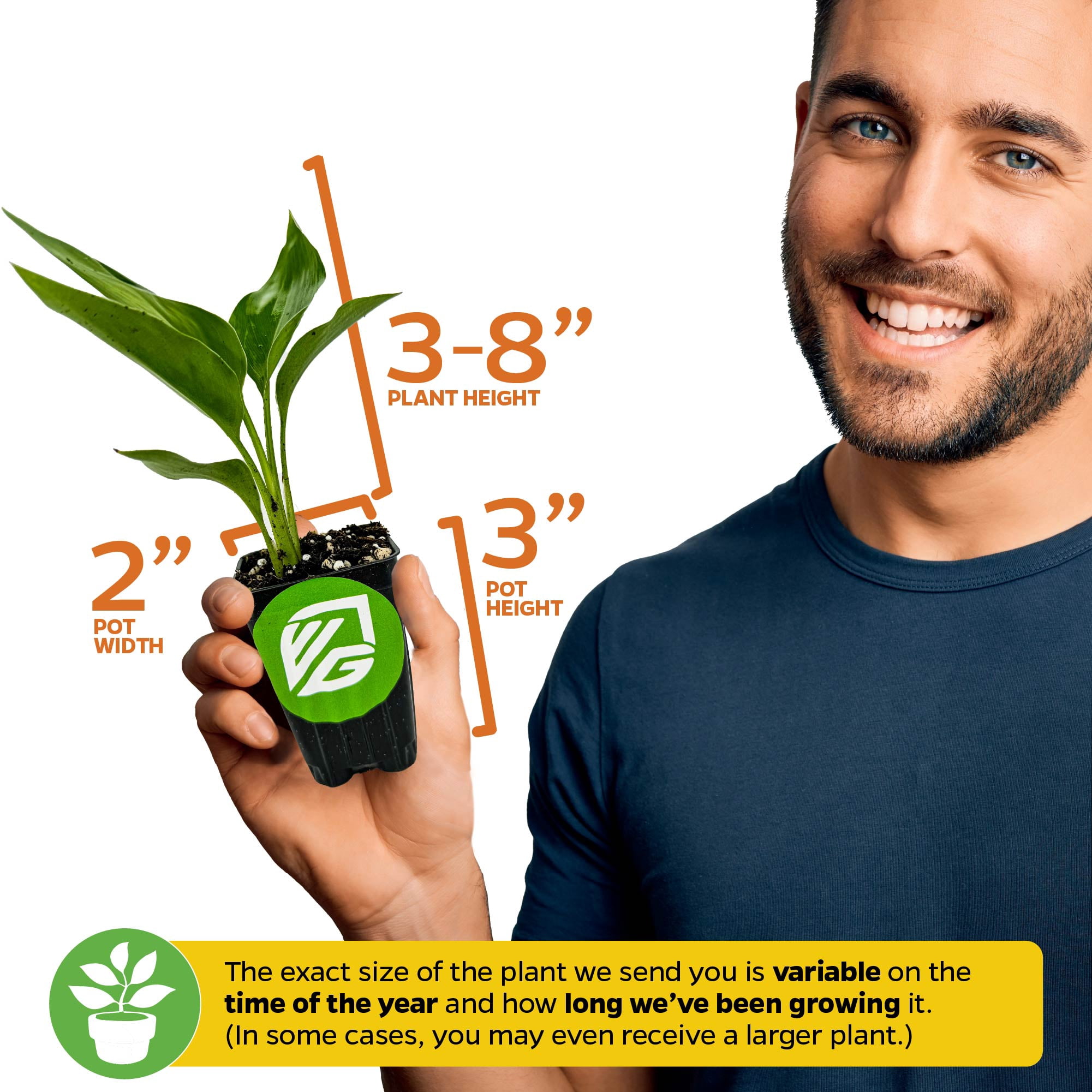 (2-Pack) Orange Bird of Paradise Live Plant - Strelitzia Reginae by Wellspring Gardens - Tropical Flowering Perennial, Exotic Indoor/Outdoor Houseplant, Easy Care, Low Maintenance