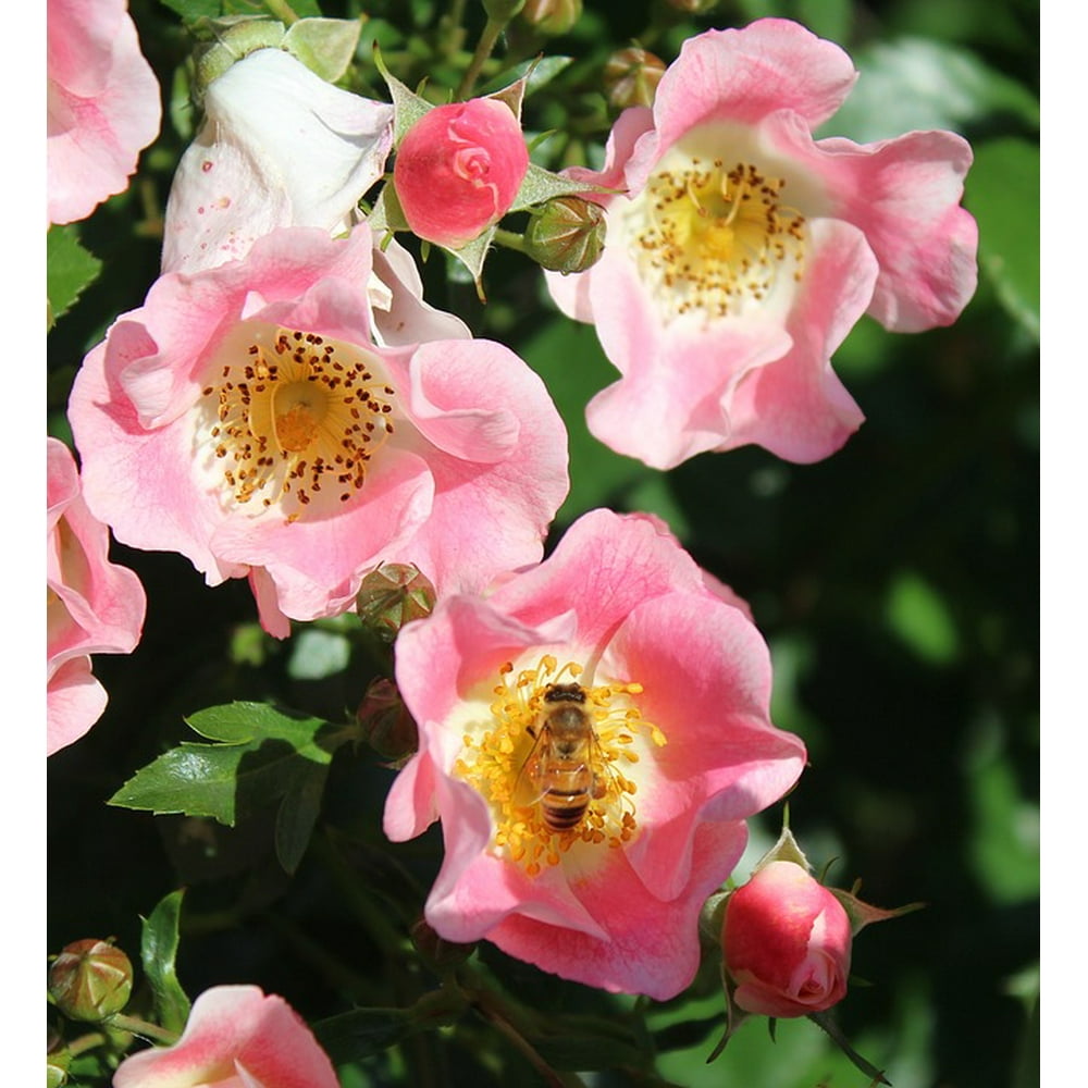 Pollination Pink Pink Roses Flower Nature Bee20 Inch By 30 Inch