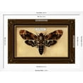 thumbnail image 5 of Art.com Death's Head Moth Art Print by Lantern Press, White Frame Wall Art, 44" x 32", 5 of 5