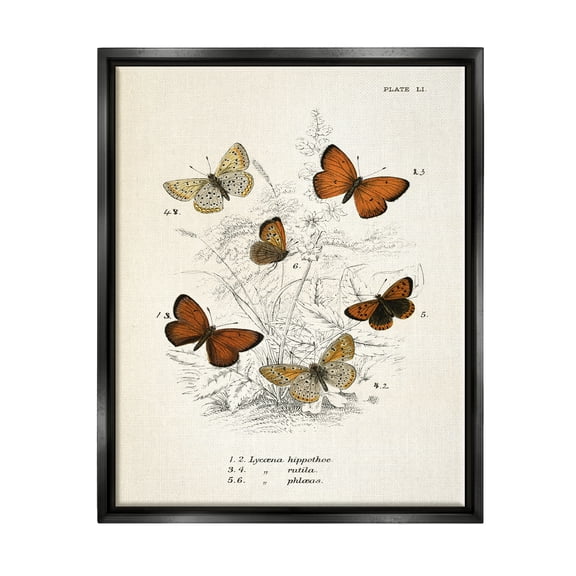 Stupell Industries Vintage Butterfly Studies Animals & Insects Painting Black Floater Framed Art Print Wall Art, 17 x 21