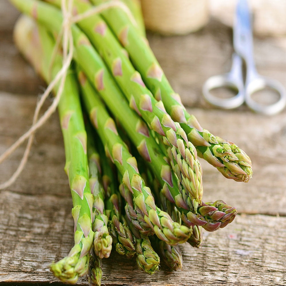 Free UK Postage Jersey Giant Male Asparagus Root,Large Crowns,2 Year