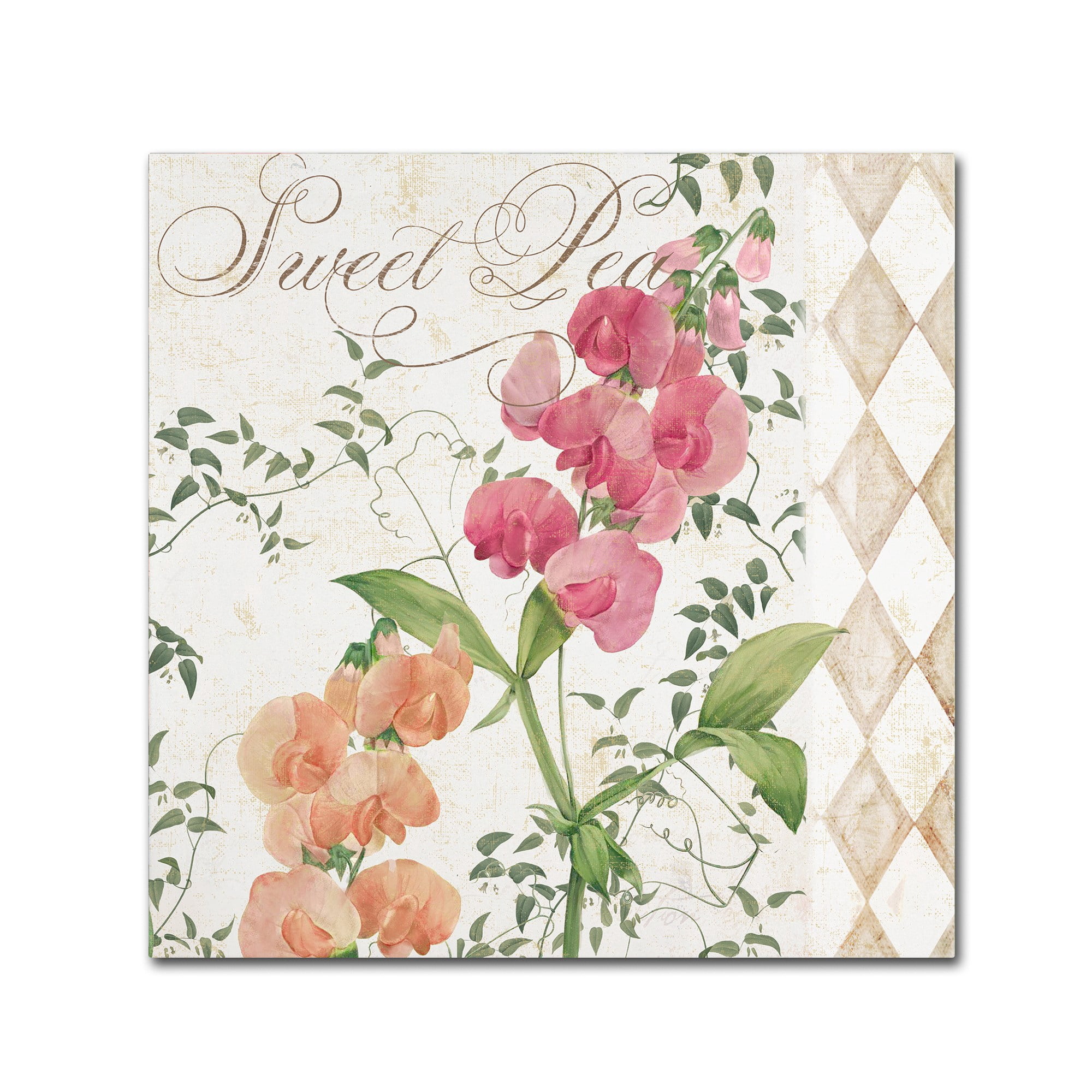 Trademark Fine Art "Sweet Pea" Canvas Art by Color Bakery