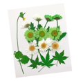 thumbnail image 3 of 13X Hermosas flores secas prensadas naturales múltiples Hojas prensadas para álbumes de recortes rtesanía Resina Fabricación DIY F, 3 of 8