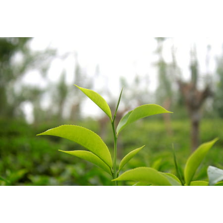 LAMINATED POSTER Sri Lanka Tea Leaves Tea Leaf Plant Green Poster Print 24 x (Best Green Tea Brands In Sri Lanka)