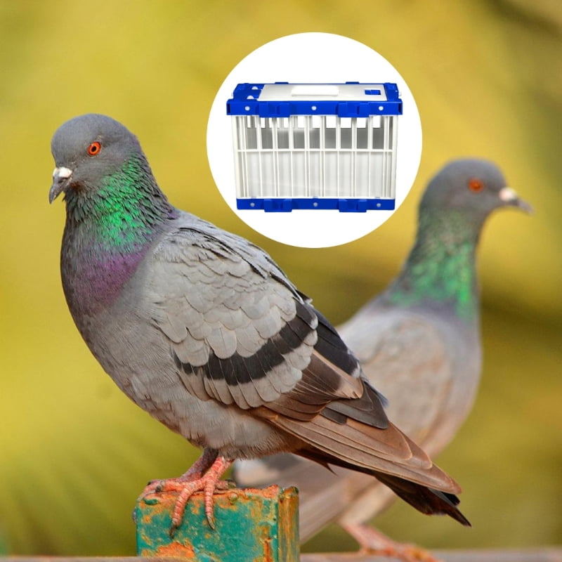 Quick Assembly Plastic Bird Cage Removable Panel for Pigeons Quail Squirrels Outdoor Exercise Transport