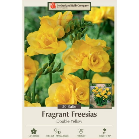 Double Yellow Freesia - 20 Bulbs - Pure Yellow - 6/  cm Bulbs